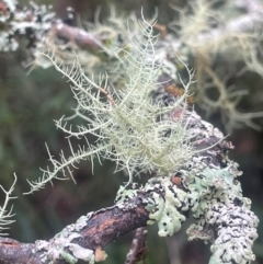 Usnea sp. (genus) at QPRC LGA - 21 Feb 2024 11:23 AM