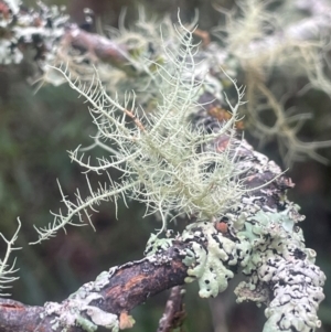 Usnea sp. (genus) at QPRC LGA - 21 Feb 2024 11:23 AM