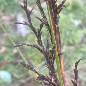 Gahnia sieberiana at QPRC LGA - suppressed