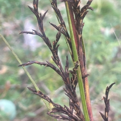 Gahnia sieberiana (Red-fruit Saw-sedge) at Harolds Cross, NSW - 21 Feb 2024 by JaneR