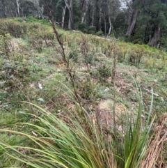 Gahnia sieberiana at QPRC LGA - 21 Feb 2024