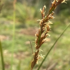 Lepidosperma laterale (Variable Sword Sedge) at Harolds Cross, NSW - 21 Feb 2024 by JaneR