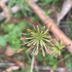 Oreomyrrhis eriopoda (Australian Carraway) at Tallaganda State Forest - 21 Feb 2024 by JaneR