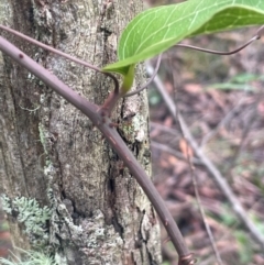 Smilax australis (Barbed-Wire Vine) at Captains Flat, NSW - 21 Feb 2024 by JaneR
