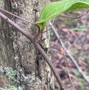 Smilax australis at Tallaganda State Forest - 21 Feb 2024