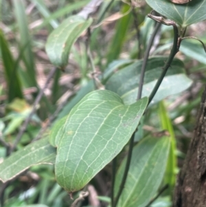 Smilax australis at Tallaganda State Forest - 21 Feb 2024