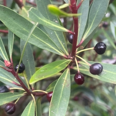 Tasmannia lanceolata (Mountain Pepper) at Tallaganda State Forest - 21 Feb 2024 by JaneR