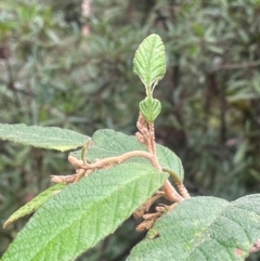 Pomaderris aspera (Hazel Pomaderris) at Tallaganda State Forest - 21 Feb 2024 by JaneR