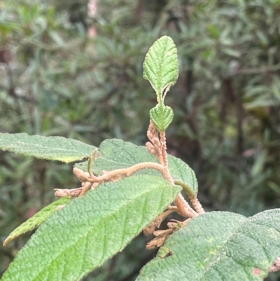 Pomaderris aspera (Hazel Pomaderris) at Harolds Cross, NSW - 21 Feb 2024 by JaneR