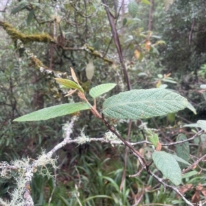 Pomaderris aspera at Tallaganda State Forest - 21 Feb 2024