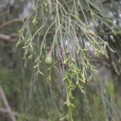 Exocarpos cupressiformis (Cherry Ballart) at Mulligans Flat - 4 Nov 2023 by michaelb