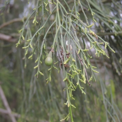 Exocarpos cupressiformis (Cherry Ballart) at Bonner, ACT - 4 Nov 2023 by MichaelBedingfield