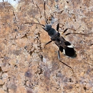 Dieuches maculicollis at Sullivans Creek, Lyneham South - 23 Feb 2024