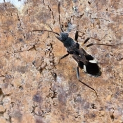 Dieuches maculicollis (Black-and-white seed bug) at Sullivans Creek, Lyneham South - 22 Feb 2024 by trevorpreston