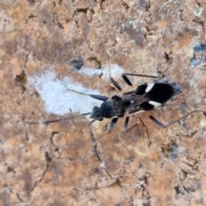 Dieuches maculicollis at Sullivans Creek, Lyneham South - 23 Feb 2024