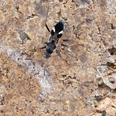 Dieuches sp. (genus) at Sullivans Creek, Lyneham South - 23 Feb 2024