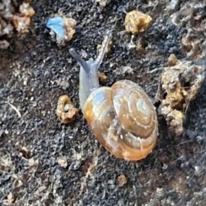 Zonitoides arboreus at Sullivans Creek, Lyneham South - 23 Feb 2024