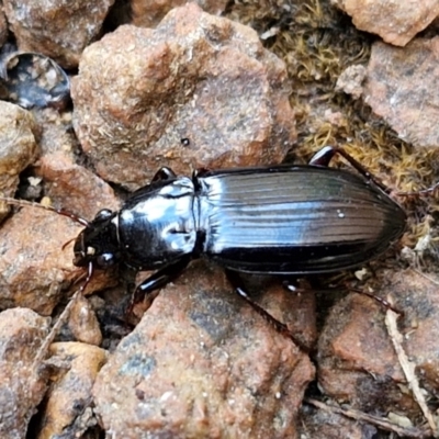 Unidentified Carab beetle (Carabidae) at Sullivans Creek, Lyneham South - 22 Feb 2024 by trevorpreston