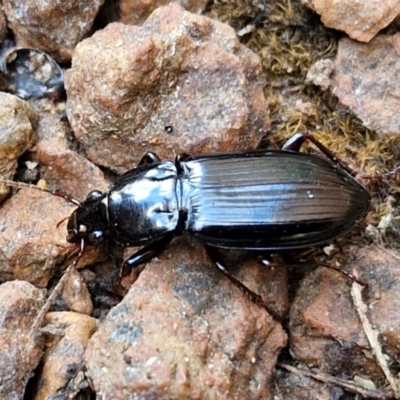 Gnathaphanus sp. (genus) at Sullivans Creek, Lyneham South - 23 Feb 2024 by trevorpreston