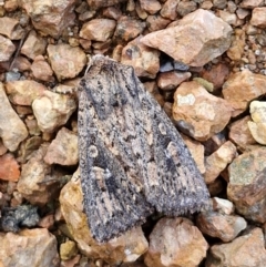 Dasygaster (genus) (A Noctuid moth) at Sullivans Creek, Lyneham South - 22 Feb 2024 by trevorpreston