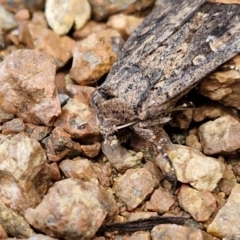 Dasygaster (genus) at Sullivans Creek, Lyneham South - 23 Feb 2024