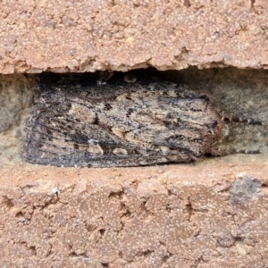 Dasygaster (genus) at Sullivans Creek, Lyneham South - 23 Feb 2024