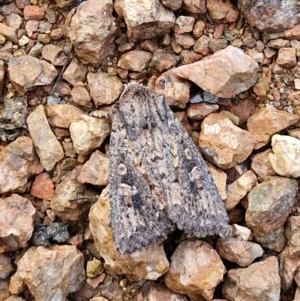 Dasygaster (genus) at Sullivans Creek, Lyneham South - 23 Feb 2024