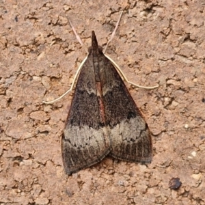 Uresiphita ornithopteralis at Sullivans Creek, Lyneham South - 23 Feb 2024