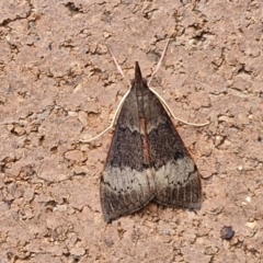 Uresiphita ornithopteralis at Sullivans Creek, Lyneham South - 23 Feb 2024 09:46 AM