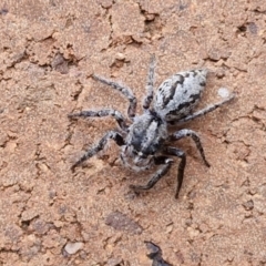 Sandalodes superbus (Ludicra Jumping Spider) at Sullivans Creek, Lyneham South - 22 Feb 2024 by trevorpreston