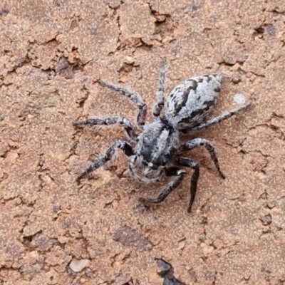 Sandalodes superbus (Ludicra Jumping Spider) at Lyneham, ACT - 22 Feb 2024 by trevorpreston