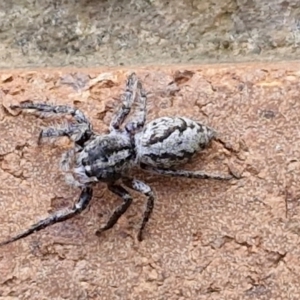 Sandalodes superbus at Sullivans Creek, Lyneham South - 23 Feb 2024 09:45 AM