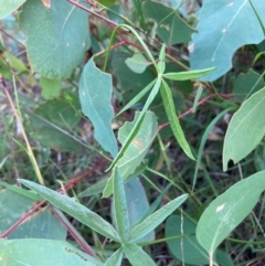 Cullen tenax at Mount Majura - 22 Feb 2024 07:31 PM