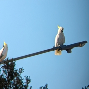 Cacatua galerita at Albury - 14 Feb 2024