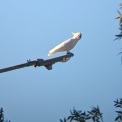 Cacatua galerita at Albury - suppressed