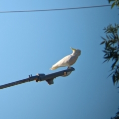 Cacatua galerita at Albury - suppressed