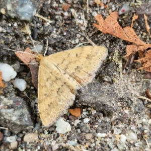 Scopula rubraria at Sullivans Creek, Lyneham South - 23 Feb 2024