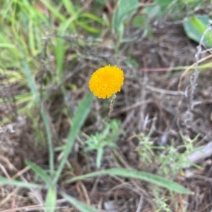 Leptorhynchos squamatus at Mount Majura - 22 Feb 2024