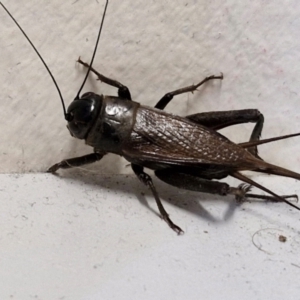 Teleogryllus commodus at Sullivans Creek, Lyneham South - 23 Feb 2024