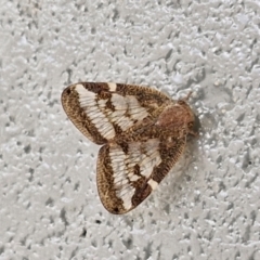 Scolypopa australis (Passionvine hopper, Fluffy bum) at Lyneham, ACT - 22 Feb 2024 by trevorpreston