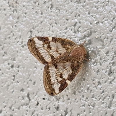 Scolypopa australis (Passionvine hopper, Fluffy bum) at Sullivans Creek, Lyneham South - 22 Feb 2024 by trevorpreston