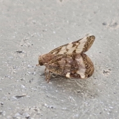 Scolypopa australis at Sullivans Creek, Lyneham South - 23 Feb 2024 10:43 AM