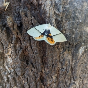 Gastrophora henricaria at Wodonga - 21 Feb 2024 05:51 PM