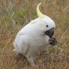 Cacatua galerita (Sulphur-crested Cockatoo) at Bonner, ACT - 4 Nov 2023 by michaelb