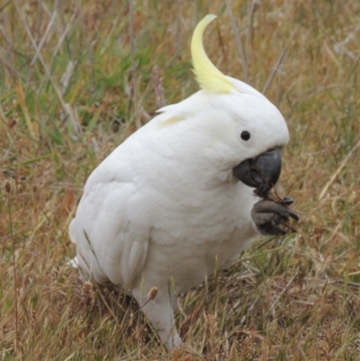 Cacatua galerita (Sulphur-crested Cockatoo) at Mulligans Flat - 4 Nov 2023 by michaelb