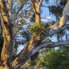 Muellerina eucalyptoides (Creeping Mistletoe) at Albury - 22 Feb 2024 by Darcy