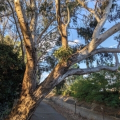 Muellerina eucalyptoides at Albury - 22 Feb 2024 07:02 PM