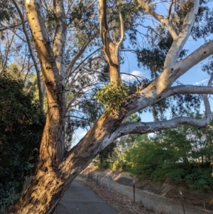 Muellerina eucalyptoides at Albury - 22 Feb 2024