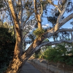 Muellerina eucalyptoides at Albury - 22 Feb 2024 07:02 PM