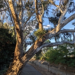 Muellerina eucalyptoides at Albury - 22 Feb 2024